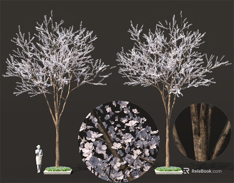 Tall Flowering Trees With White Blossoms And Textured Bark In Garden Landscape 3d model 