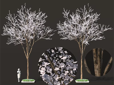 Tall Flowering Trees With White Blossoms And Textured Bark In Garden Landscape 3d model