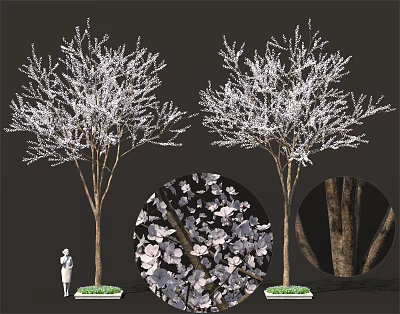 Tall Flowering Trees With White Blossoms And Textured Bark In Garden Landscape 3d model