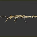 Stick Insect With Branch Like Body And Long Legs On Dark Background