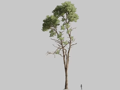 Tall Tree with Straight Trunk Branches and Dense Green Leaves and Human Silhouette 3d model