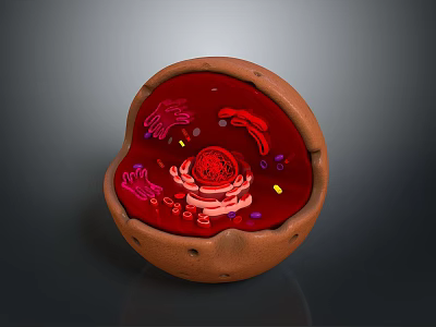 Detailed Organ Internal Structure With Red Interior Brown Outer Layer And Cellular Components 3d model