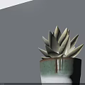 Potted Succulent Plant With White Leaves In Green And White Ceramic Pot On Modern Tabletop