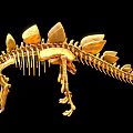 Golden Dinosaur Skeletal Organ Structure With Detailed Bone Features On Black Background