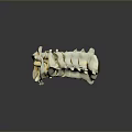 Detailed Anatomical Human Spine Vertebrae Medical Device for Educational Training