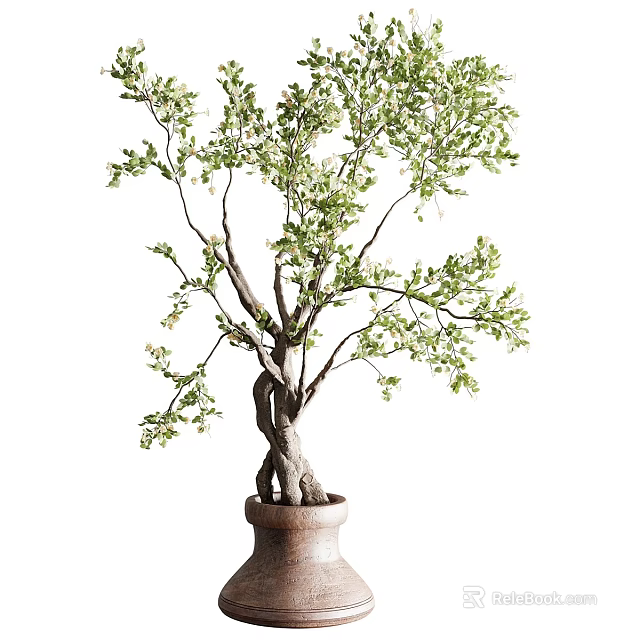 Indoor Potted Tree With Twisted Trunk Green Leaves In Brown Ceramic Pot 3d model 
