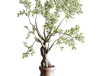 Indoor Potted Tree With Twisted Trunk Green Leaves In Brown Ceramic Pot 3d model