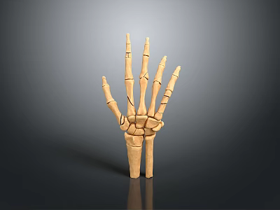 Detailed Human Hand Skeleton Model Displaying Bone Structure And Joint Details 3d model