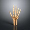 Detailed Human Hand Skeleton Model Displaying Bone Structure And Joint Details 3d model