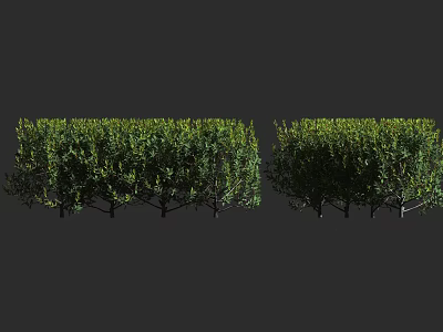 Lush Green Leafy Shrubs Planted In Row For Outdoor Garden Decoration 3d model