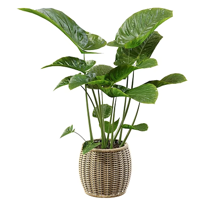 Lush Green Potted Plant With Large Leaves In Woven Basket Home Decor 3d model