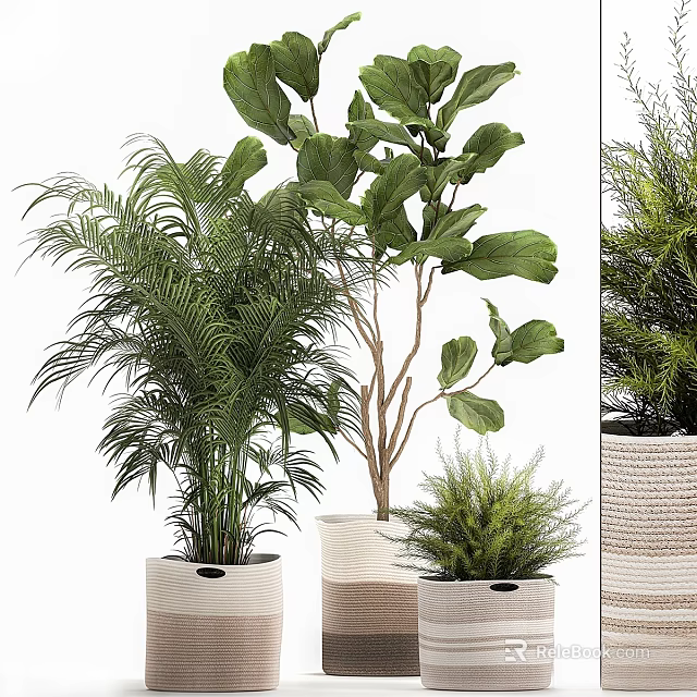 Decorative Indoor Plant Arrangement With Various Green Plants And Woven Pots 3d model 