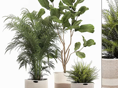 Decorative Indoor Plant Arrangement With Various Green Plants And Woven Pots 3d model