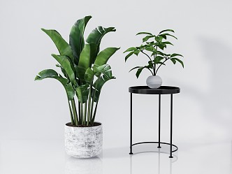 Modern Potted Plant Green Plant Bonsai Basho 3d model