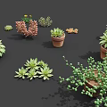 Various Succulent And Potted Plants With Colorful Flowers In Ceramic Pots