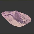 Natural Plant Growth Environment With Dry Wood Stones And Sandy Ground