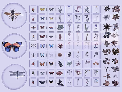 Insect And Plant Specimens Collection With Transparent Containers And Display Board 3d model