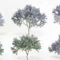 Various Ornamental Trees with Purple and Green Foliage in Rendered Forms