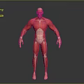 Anatomical 3D Human Musculature Model Showing Detailed Limbs And Visible Muscles Structure