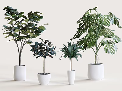 Bonsai Potted Plants With Various Leaf Shapes In White Pots On Light Background 3d model
