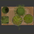 Decorative Potted Green Grass Plants in Wooden Tray with Various Planters