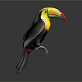 Vibrant Toucan Bird With Multicolored Beak And Black Plumage Standing Isolated