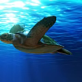 Modern Turtle 3d model