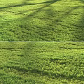 Fresh Lush Green Grass Lawn Under Bright Sunlight With Natural Shadows