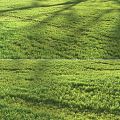 modern grass lawn 3d model