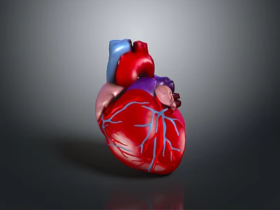 Human Heart as Thoracic Organ 3D Rendered Anatomical Model with Blue Blood Vessels 3d model