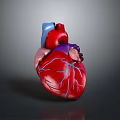 Human Heart as Thoracic Organ 3D Rendered Anatomical Model with Blue Blood Vessels
