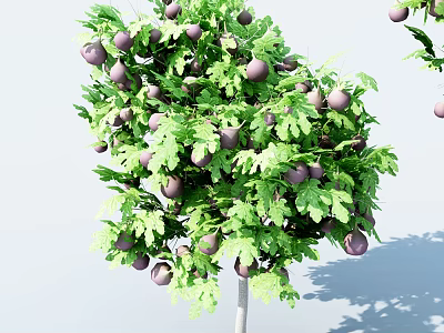 Lush Healthy Tree With Vibrant Green Leaves And Plump Purple Fruits 3d model