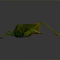 grasshopper insect cartoon locust animation locust anime locust anime game character 3d model