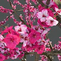 Tranquil Garden Landscape With Two Vibrant Pink Flowering Trees And Person