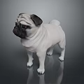 White And Black Pug Standing On Shiny Surface 3D Model 3d model
