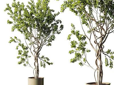 Bonsai Trees With Twisted Trunks And Green Leaves In Beige Pots 3d model