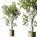 Bonsai Trees With Twisted Trunks And Green Leaves In Beige Pots