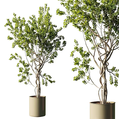 Bonsai Trees With Twisted Trunks And Green Leaves In Beige Pots 3d model