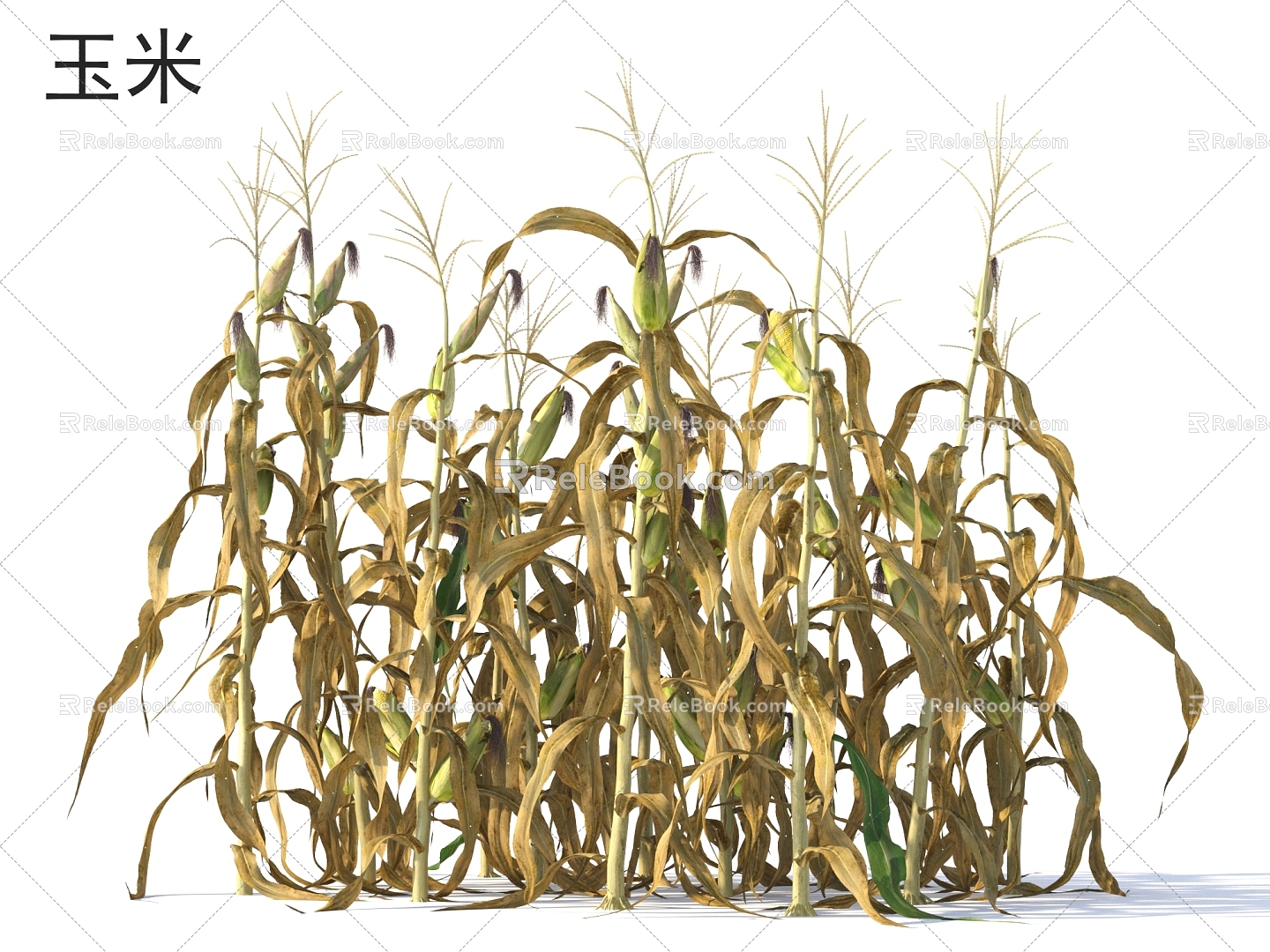 Corn Crop Plants 3d model