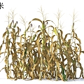 Corn Crop Plants 3d model