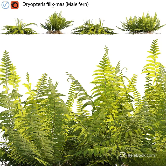 Lush Green Fern Plants With Fresh Fronds And Various Leaf Shapes 3d model 