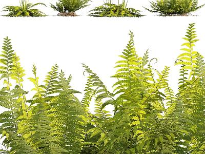 Lush Green Fern Plants With Fresh Fronds And Various Leaf Shapes 3d model