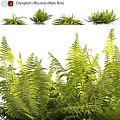 Lush Green Fern Plants With Fresh Fronds And Various Leaf Shapes