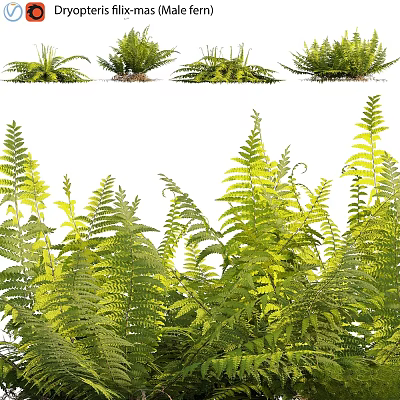 Lush Green Fern Plants With Fresh Fronds And Various Leaf Shapes 3d model