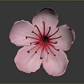 Pink Flower With Soft Pink Petals And Vibrant Red Stamen On Gray Background With Reflection