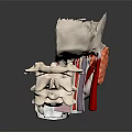 Human Skeleton Anatomical Model With Red Spinal Structure And Bone Details