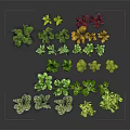 Various Vibrant Decorative Plants Featuring Green Yellow Red Leaves And Different Shapes Sizes