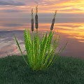 Cattail Plants With Green Leaves And Brown Spikes On Grassy Field Under Colorful Sunset Sky