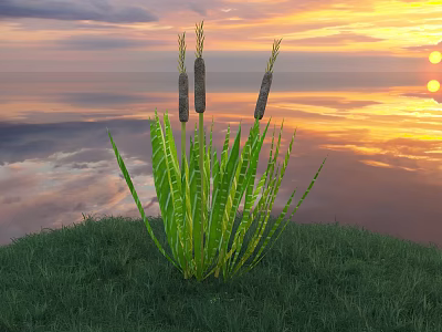 Cattail Plants With Green Leaves And Brown Spikes On Grassy Field Under Colorful Sunset Sky 3d model