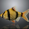 Vibrant Tropical Fish With Yellow Black Orange Stripes Bright Fins And Tail